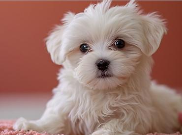 afcarka balası: Maltipoo (Maltese bişon) balaları – ağ, yumşaq və hipoallergen tüklü — 8