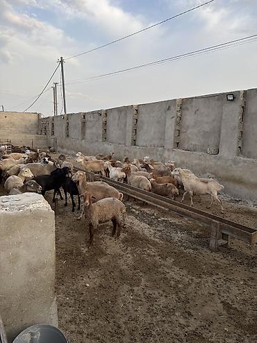 qurbanlıq heyvanlar: Quzu, Erkək, ay: 5, 35 kq, Ətlik, Ünvandan götürmə — 4