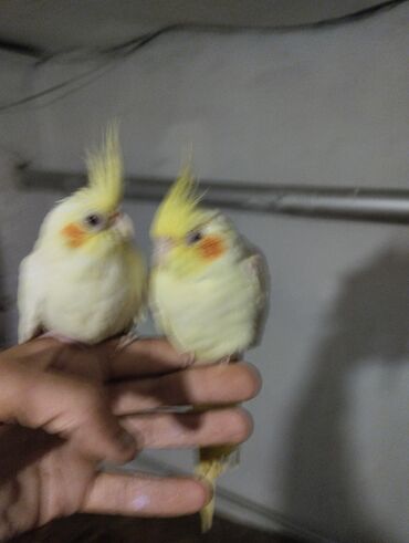 Tutuquşları: Məhsul: Nimfa (Cockatiel) tutuquşuları – ağ-sarı rəngli, yanaqlarda — 4