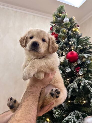 İtlər: Retriever, 2 ay — 5