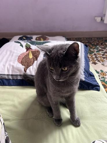 Отдам даром кошку: Кошка даром: Британская короткошёрстная, 1 год, Мальчик — 2