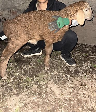 Баран, овца: Продаю | Овца (самка), Ягненок, Баран (самец) | Арашан | Для разведения — 26