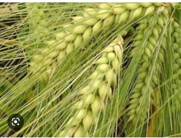 семена экспорсет: Семенной ячмень (Арпа урук 1 гектардан 5-6 тонна берет)