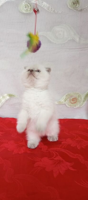 Pişiklər: Britan yastı qulaq, Erkək, Dişi, Yaxşı əllərə, Ünvandan götürmə, Pulsuz çatdırılma, Ödənişli çatdırılma — 150