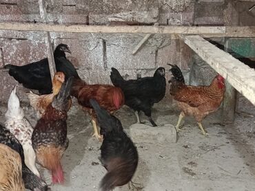 Ördəklər: HOPTUM SATİLİR