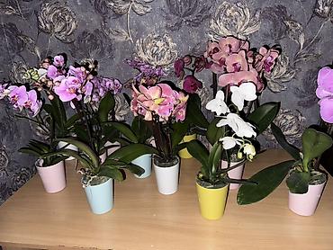 Орхидеи: Орхидея оптом и в розницу принимаем корпоративные заказы !!! Г at lalafo.kg — 6 Орхидеи: Орхидея оптом и в розницу принимаем корпоративные заказы !!! Г — 6