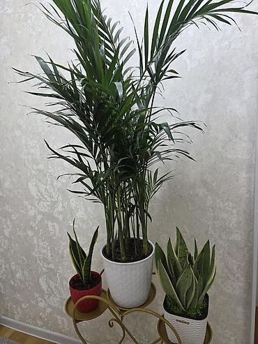 Драцены и Сансевиерии: Сансевиерия (Sansevieria, «щучий хвост») в горшке. Описание: - — 6