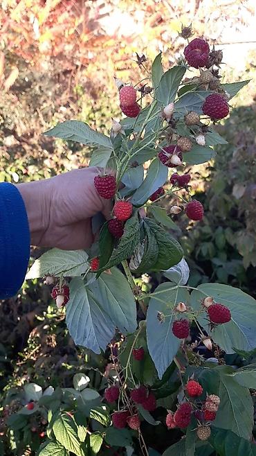 Малина: Саженцы малины (кочот) ЗКС сорт малины Вайолет плюс, Энросадира а — 9