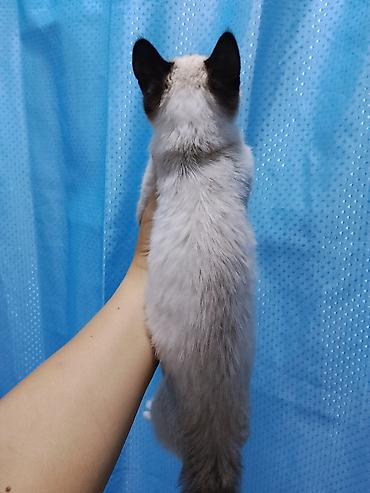 бенгальский котёнок: Кошка даром: Сиамская, Девочка — 2