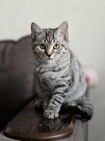 Продажа кошек: Шотландские котята: 1) девочка (Scottish fold) ПРОДАНА 2) девочка — 1