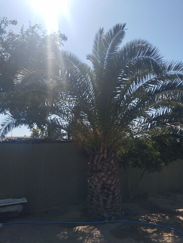 palma ağacı satışı: Maşallah 5 Palma Ağaci Satılır Belə Ağac Tek tuk Var Reyal Alçı