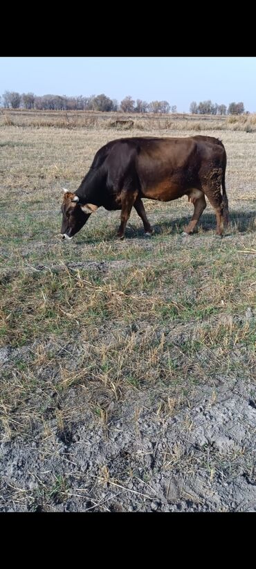 объявления о найденных животных: Продаю | Корова (самка) | Для молока
