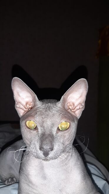 сфинкс с шерстью: Донской сфинкс кот.5. Красивый голубой флок. Всегда рад знакомству с