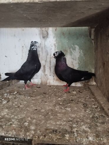 приют для животных в баку адрес: Hazır cüt çilbaşlar.Köhne cinslerdendi.12-13 tüklerdir.Bala verən lalafo.az -da приют для животных в баку адрес: Hazır cüt çilbaşlar.Köhne cinslerdendi.12-13 tüklerdir.Bala verən