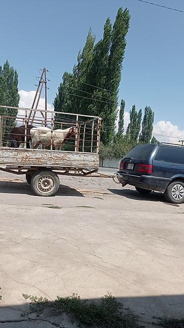 Volkswagen: Volkswagen Passat: 1996 г. — 3