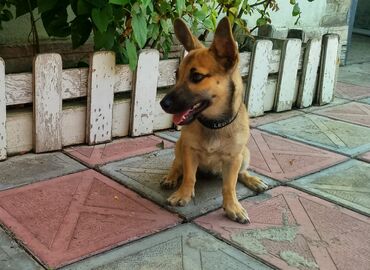 golden retriever купить: Orta ölçülü, qəhvəyi rəngli bala it, qara burunlu və qara