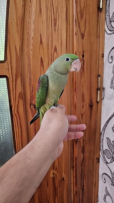 balaca pisik satisi: Aleksandr (parrot) cinsiyyəti dişidir əl quşudur– yaşıl tonlarda, uzun — 8