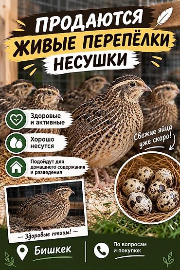 шприц для кормления: Живые перепёлки-несушки Описание: - Активные, крепкие птицы - Хорошо — 1