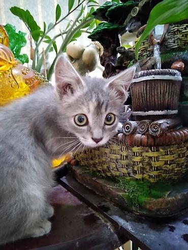 серая кошка: Кошка даром: Беспородная, 2 месяца, Девочка, Приучена к лотку, Проглистована — 2