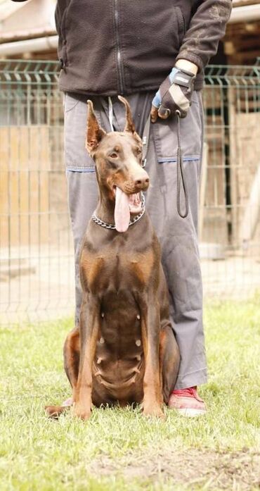 Psi: Stenci dobermana vrhunskog porekla za rezervaciju Rodjeni 23.07.2023 — 9