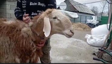 Бараны, овцы: Продаётся кочкор производитель два года