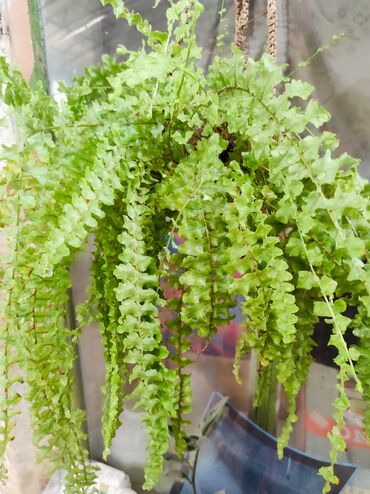 Садовые цветы и кустарники: Саженцы цветка: Флоксы — 28