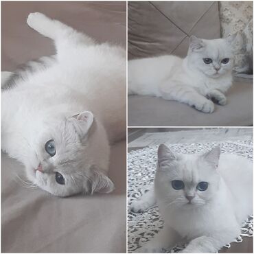кошки на продажу в Азербайджан | КОТЫ: Продаётся кошка (9 месяцев) породы британская шиншилла. Из-за работы