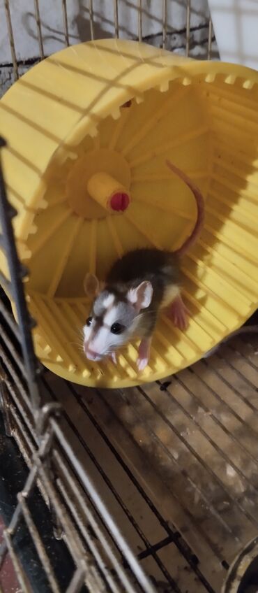 Крысы: Продам маленьких крысят Дамбо ручные декоративные симпатичные девочки