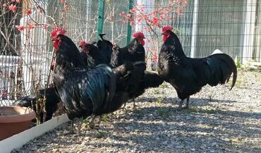 heyvanlara verilen xususi adlar: Australorp 1 İllik Heyvanlardır.Öz Təsərüfatımdır Müəyyən Səbəblərdən