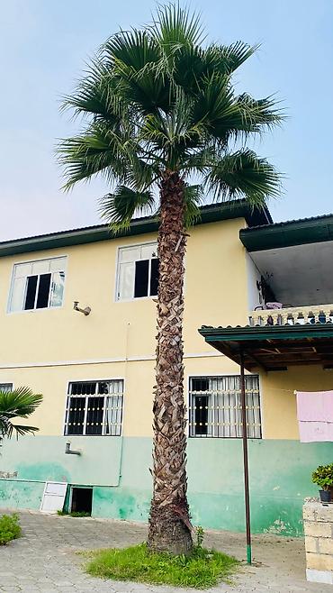 tikanlı bitkilər: Vaşinqton palma çox münasib qiymətə satişda sifariş üçün əlaqə saxlaya — 1