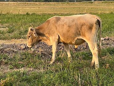 Коровы, быки: Продаю | Бык (самец) | Алатауская | На откорм — 9