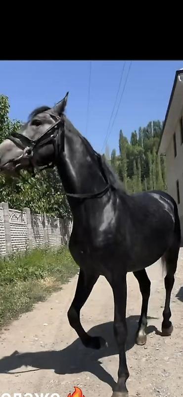 пиявка бишкек: Сатам | Байтал | Көбөйтүү үчүн | Асыл тукумдуу — 1