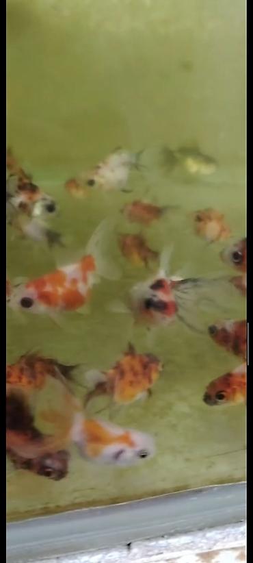 akvarium balıqları: Qızıl balıq, Sülhsevər — 4