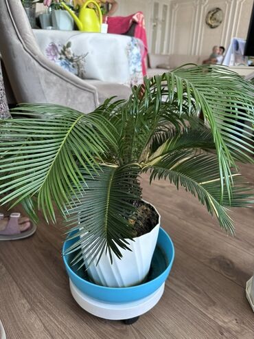 Замиокулькас (Долларовое дерево): Замиокулькас, также известный как долларовое дерево, представлен в — 13