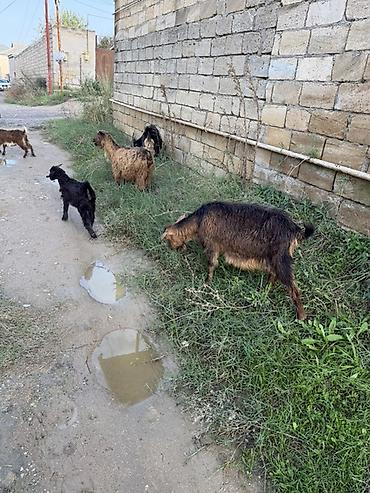 quba heyvan satisi: Dişi, il: 1, 50 kq, Damazlıq, Ünvandan götürmə — 4