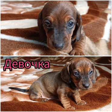 Животные: Продаю щенка таксы.Рождена 21 марта осталась одна девочка. Находятся
