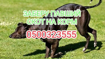 продаю дойных коров: Куплю | Коровы, быки, Лошади, кони | Круглосуточно, Любое состояние