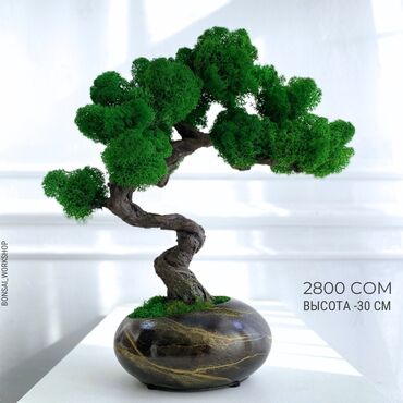 Декоративные цветы: Деревья-бонсай из натурального стабилизированного мха🌳 -это — 14