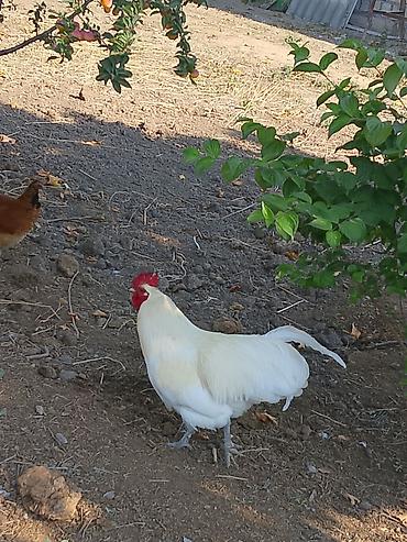 barter xoruz: Təmiz qan astralop xoruzları ağ və qara rəngi cütü 70 azn — 1
