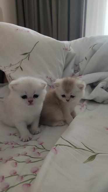 цыплята простые: Котята от красивых родителей. Британские короткошерстные. Готовы к — 3
