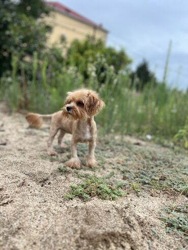 kangal iti qiymeti: Yorkşir teryer, 7 ay, Dişi, Sənədli, Ünvandan götürmə