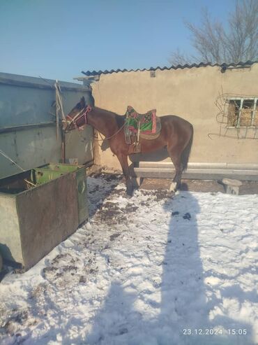 Лошади, кони: Жылкы сатам, 5 жаш. Жорго, кок - бору ойнойт. Бою 153 см. Баасы 130