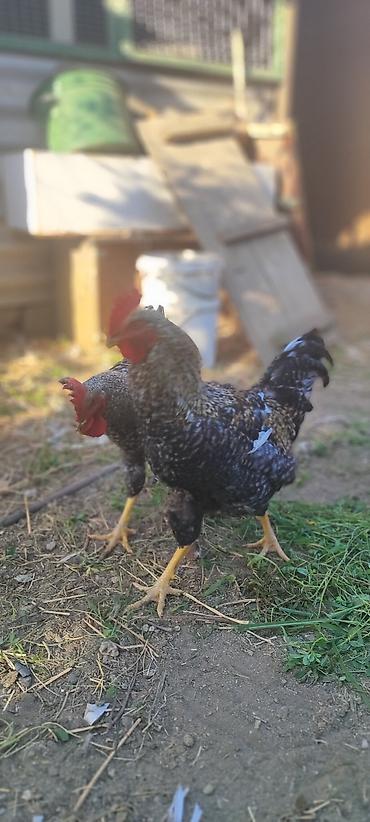barter xoruz: Xarkov xoruzu satılır 4 ayligdilar — 2