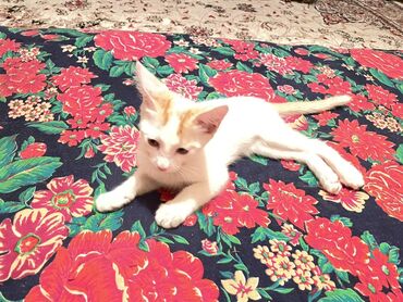 мейн кун бишкек питомник lyubushka купить котенка цена: Беспородная, 3 месяца, Мальчик, Биколор, Приучена к лотку, Проглистована, С прививками