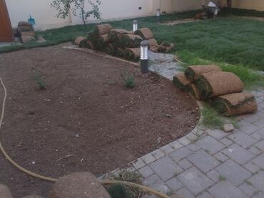 Şitillər: Qazon satışı enli yarpaq danimarka toxumuyla əkilmə qazon satışını -da lalafo.az — 6 Şitillər: Qazon satışı enli yarpaq danimarka toxumuyla əkilmə qazon satışını — 6