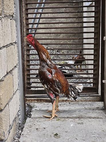 cins xoruz harda banliyar: Xoruz, Heyratı, il: 1, Ünvandan götürmə — 4