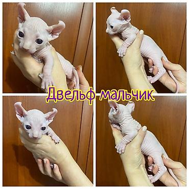Кошки: Идёт бронь на малышей 😍 Находимся в городе Шымкент 🚗 Д оставка есть — 1