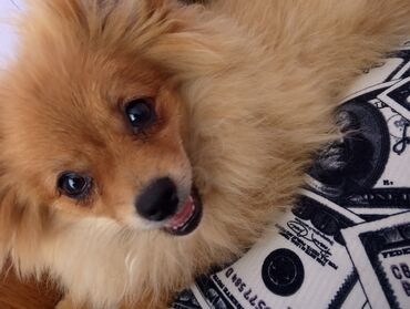 pomeranian spitz satisi: Şpitz, 4 ay, Dişi, Pulsuz çatdırılma