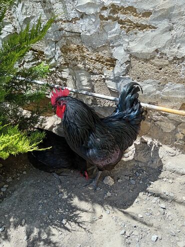avstrolop toyuqlari haqqinda melumat: Toyuq, Australorp, Damazlıq, Ünvandan götürmə