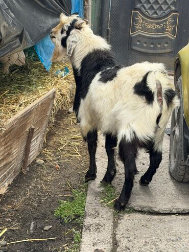 Козы, козлы: Продаю | Козёл (самец) | Битал | Для разведения — 11